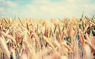 brown wheat fields