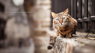 brown tabby cat, cat, animals, quote, fence