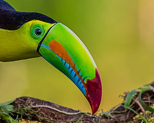 green, yellow, and red Toucan bird closeup photography