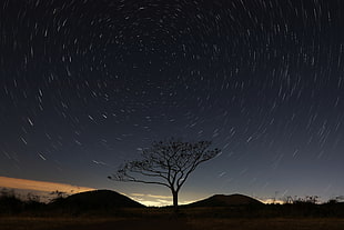 bare tree, nature, stars, trees, night