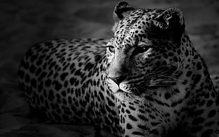 grayscale photography of leopard