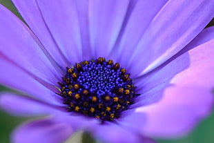 closeup photo of purple petaled flower, osteospermum, marguerite, osteospermum, african daisy HD wallpaper