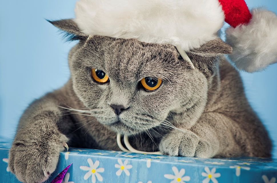 gray fur cat in Santa hat HD wallpaper