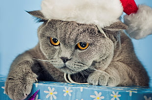 gray fur cat in Santa hat