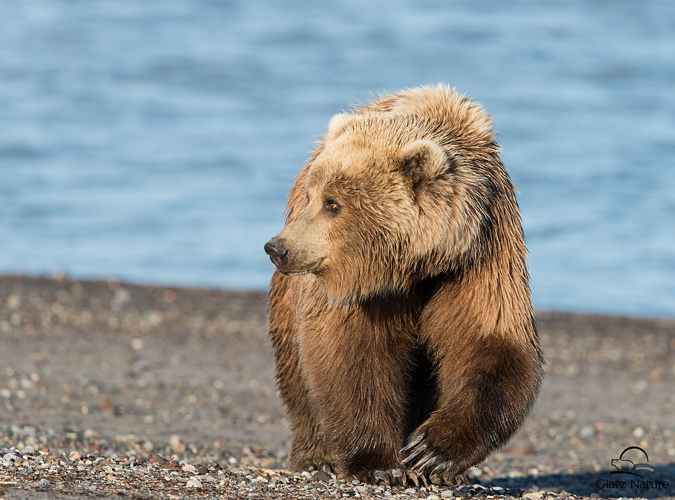 brown bear near beach HD wallpaper