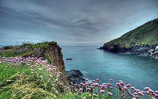 bed of pink flowers, nature, sea, cliff, HDR