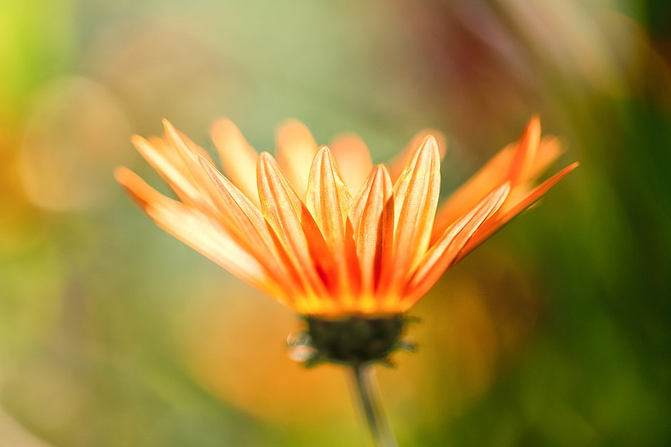 orange petaled flower on close-up photography HD wallpaper