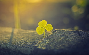 selective focus photography of green 3-leaf clover plant