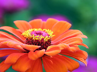 shallow photography of orange flower
