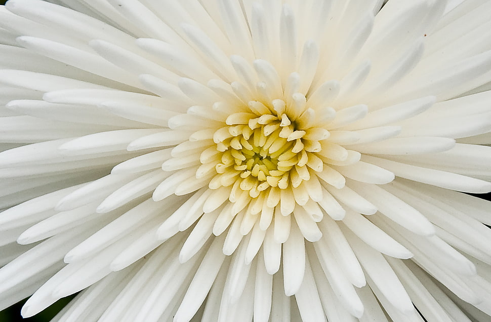 white chrysanthemum on focus photography HD wallpaper
