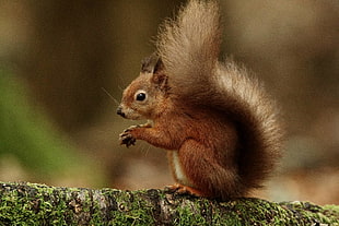 brown squirrel in selective focus photography