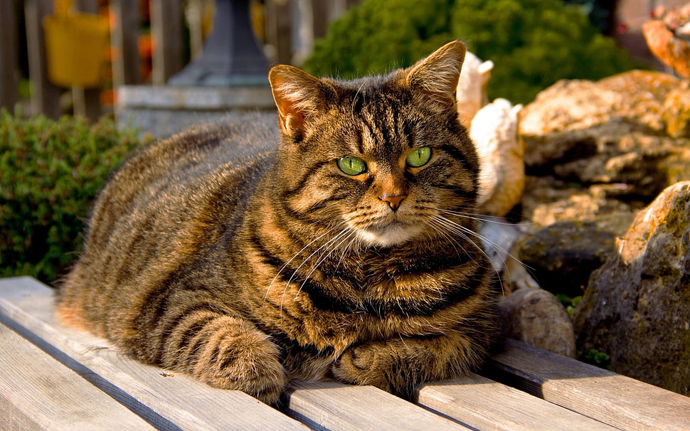 tortoiseshell cat HD wallpaper