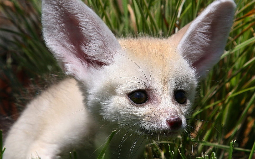 brown Fox in green grass HD wallpaper