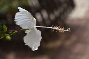 tilt shift lens photo of white flower, hibiscus