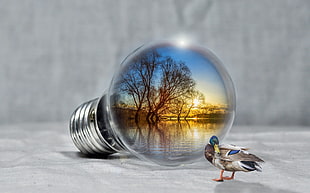 Mallard duck beside and bulb showing trees and lakes
