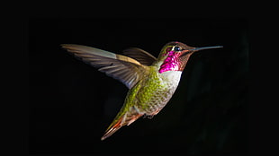 brown and green hummingbird, nature, black