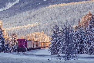 brown and grey train, photography, nature, winter, train