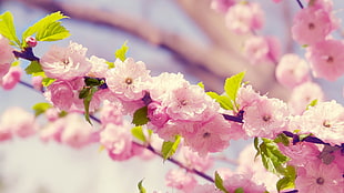 pink petaled flowers blooms at daytime HD wallpaper