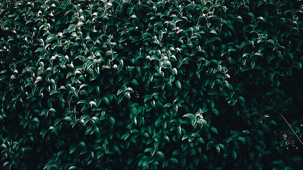 green leaves, Leaves, Tree, Branches HD wallpaper