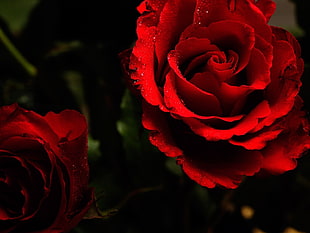 red Rose flower in closeup photography