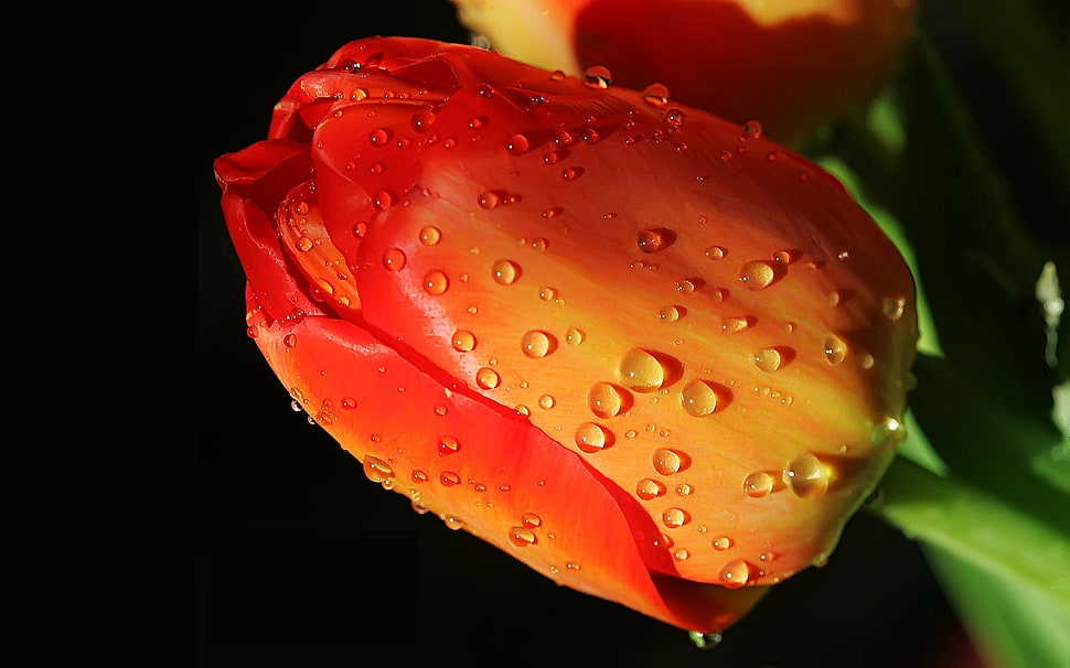 closeup photo of red and yellow Tulip flower HD wallpaper
