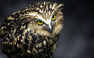 brown and black owl selective focal photo