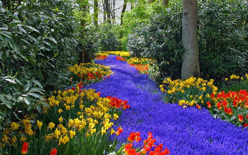 view of assorted flowers HD wallpaper
