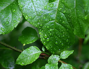 wet green leaves tilt shift lens