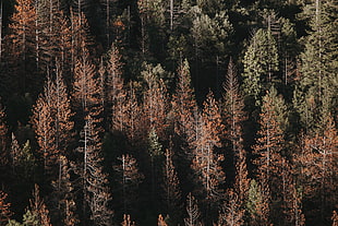 green leafed trees, Yosemite National Park, USA, North America, pine trees