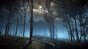 trees in the forest at night graphic wallpaper