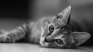 grayscale photo of tabby kitten HD wallpaper