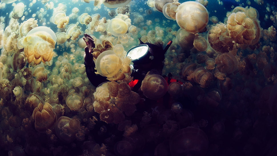 stingless jellyfish, sea, jellyfish, divers, underwater HD wallpaper