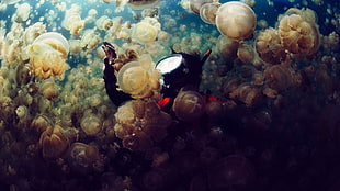 stingless jellyfish, sea, jellyfish, divers, underwater