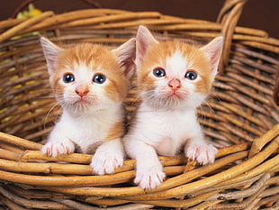 two orange-and-white tabby kittens on brown wicker basket