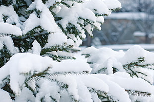 close up photo of green leaf tree covered with snow