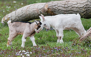 two white and gray goat kids, animals, nature, goats, baby animals