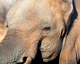 close-up photo of Elephant