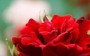red flower photo
