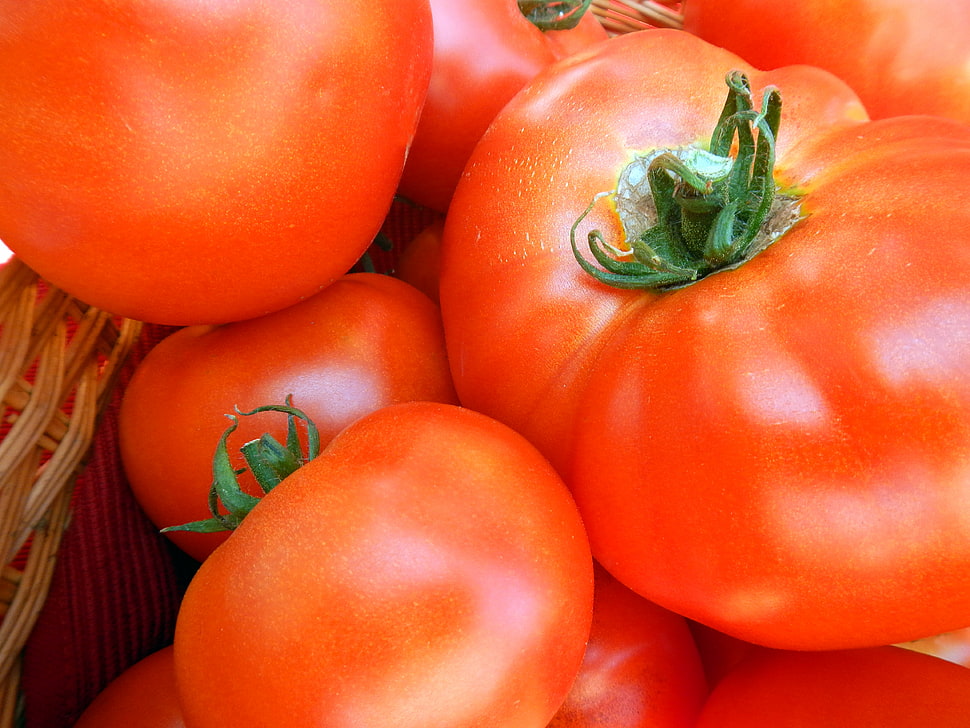 bunch of tomatoes HD wallpaper