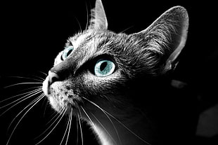 photo of cat's face HD wallpaper