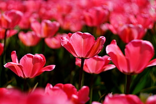 selective focus photo of pink Tulips