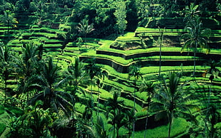 green leafed palm trees, terraced field, Bali, Indonesia