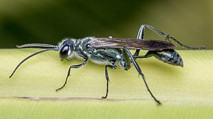 closeup photography of black wasp on green plant during daytime