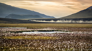 landscape photography of white flower field beside the mountains