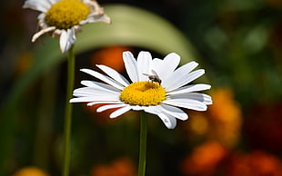 tilt lens photography of white daisy flower