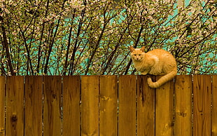 orange tabby cat on brown wooden fence