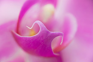 closed-up photo of pink flower petal, orchid
