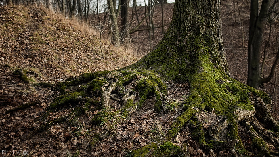 green tree photo HD wallpaper