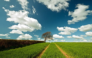 rice field, landscape, trees, field, clouds