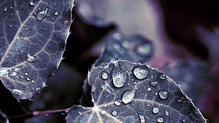 black leaves with water dew